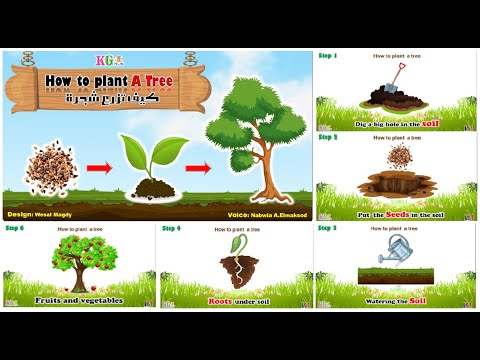      علم طفلك خطوات كيف يزرع شجرة