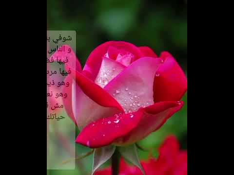 4 اميرة بين قسوة الأب ودفء الأم 