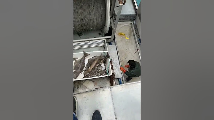Offloading Alaskan Halibut On The Homer Spit. #fishing #alaskaseafood #halibut #comercialfishing
