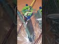 Зимние удочки и мушки для ловли Хариуса и Ленка. Заказ в Новокузнецк