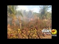 Polícia investigando: três dias de incêndios destroem centenas de plantações de coco no município de Sousa