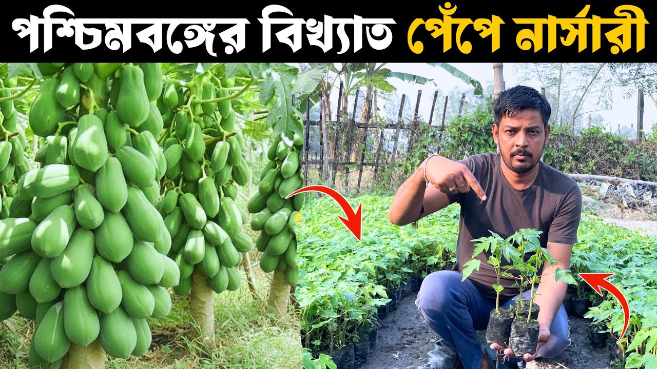 পশ্চিমবঙ্গের বিখ্যাত পেঁপে নার্সারী | Papaya Nursery In West Bengal