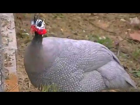 Vídeo: Com Es Pot Fer Un Niu Per A Canaris