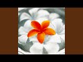 プルメリア ~花唄~