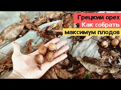 Грецкий орех /
