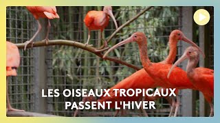 🦜🦩 Les oiseaux tropicaux passent l'hiver 🐦🦅