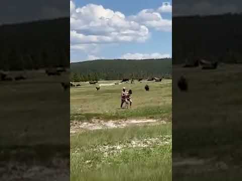 Vídeo: Como Evitar Ser Atacado Por Um Bisonte