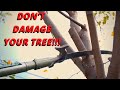 The Best Way to Trim Trees, Drop Crotch Trimming Method