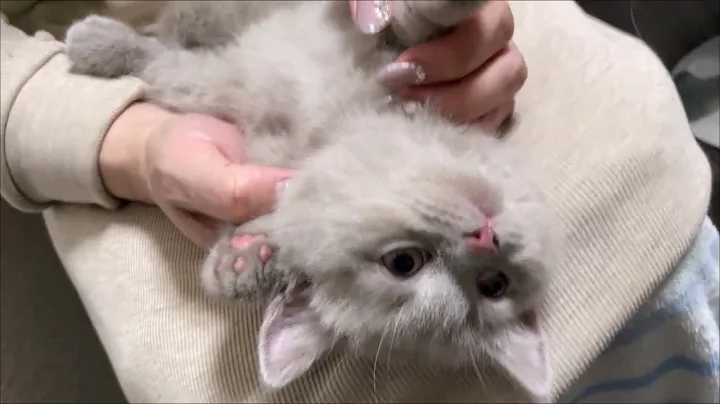 Video 2078981: british shorthair lilac boy