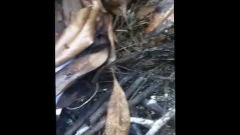 Shaving Cream Blow Up