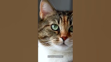 “Your Cat’s Ears Are Sending Secret Signals—Here’s What They’re Saying About You!”