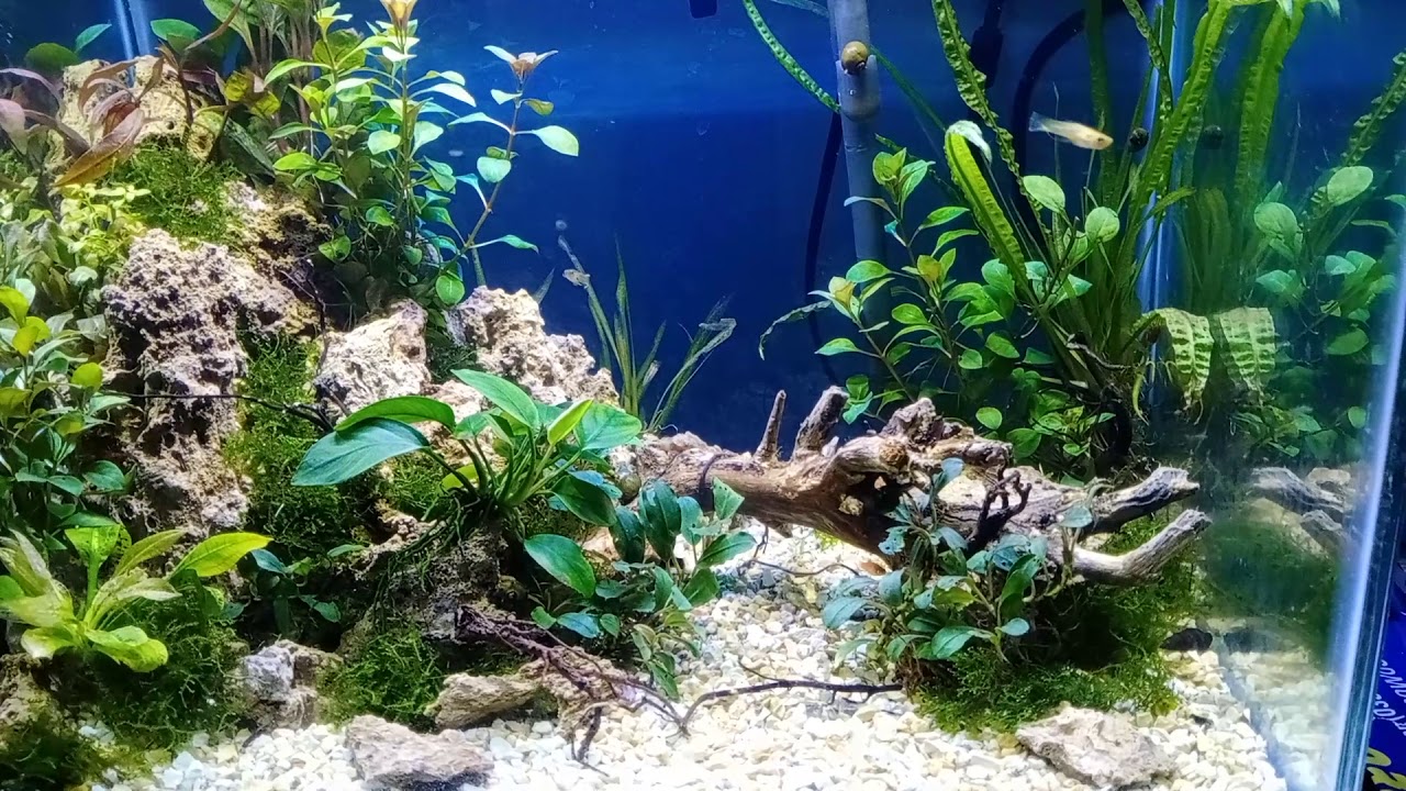 Aquascape pemula YouTube