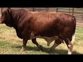 J&J Cattle Co-Beefmaster Bulls