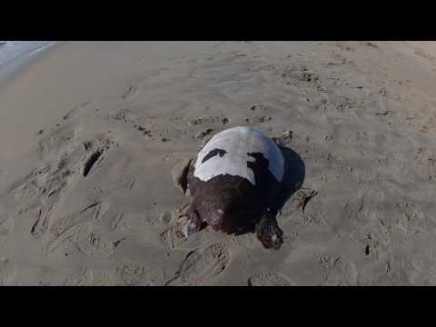 Αποκεφαλίσμενη Caretta Caretta