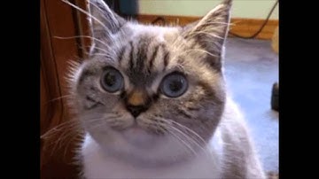 The hardest staring contest ever - 10 minutes video