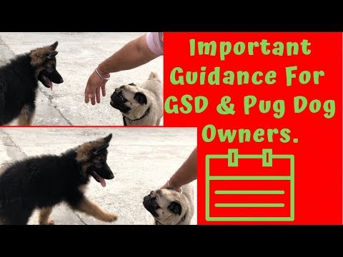 puppy paradise Important Guidance For GSD & Pug Owners.