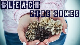 Отбеливание шишек белизной / How to Bleach Pine Cones