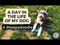 Sheepadoodle | Day in the life of a dog | What it is like to live with a Sheepadoodle