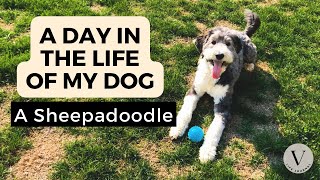 Sheepadoodle Day in the life of a dog | What it is like to live with a Sheepadoodle