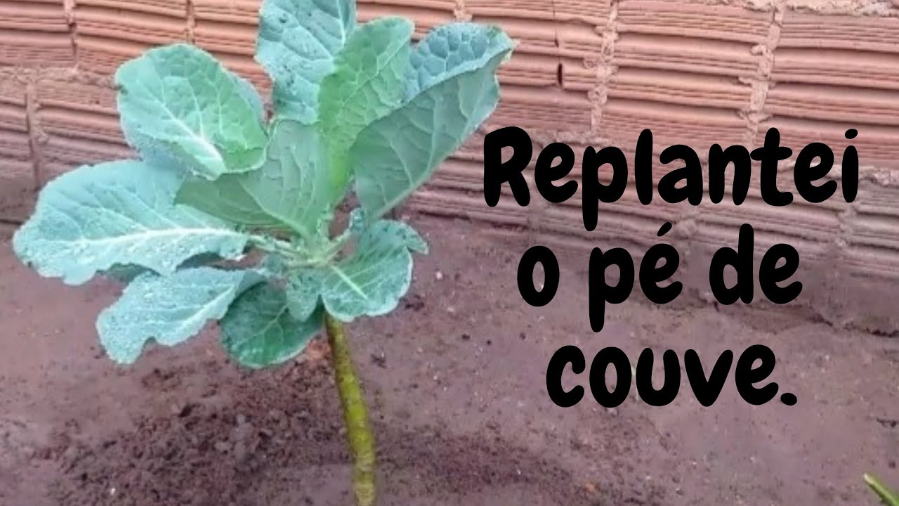 COMO REPLANTAR O PÉ DE COUVE, TIREI DE UM LUGAR E REPLANTEI NO OUTRO ...