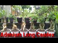 Membuat Adenium Long Caudex Mudah & Praktis