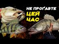 ЖЕРЕХ, ОКУНЬ і СУДАК - в студію! Що клює краще?