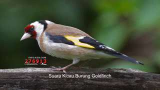 Suara Kicau Burung Goldfinch  Terbaru 2014   Suara Burung