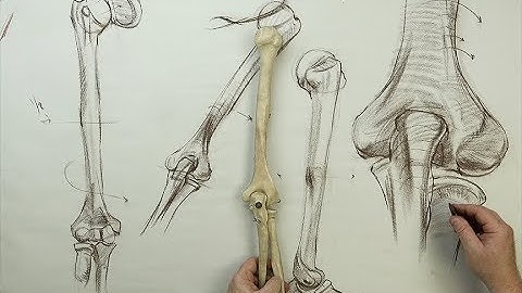 ANATOMY FOR ARTISTS: The Upper Arm BONES