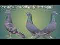 देसी कबूतर , टॉप क्वालिटी के पंजाबी कबूतर ₹300 