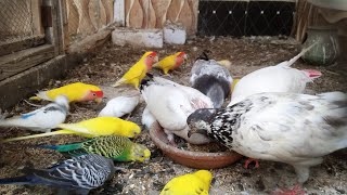 Lovebirds colony breeding || Colony breeding budgies || Lovebird Eating seed mix || breeding season