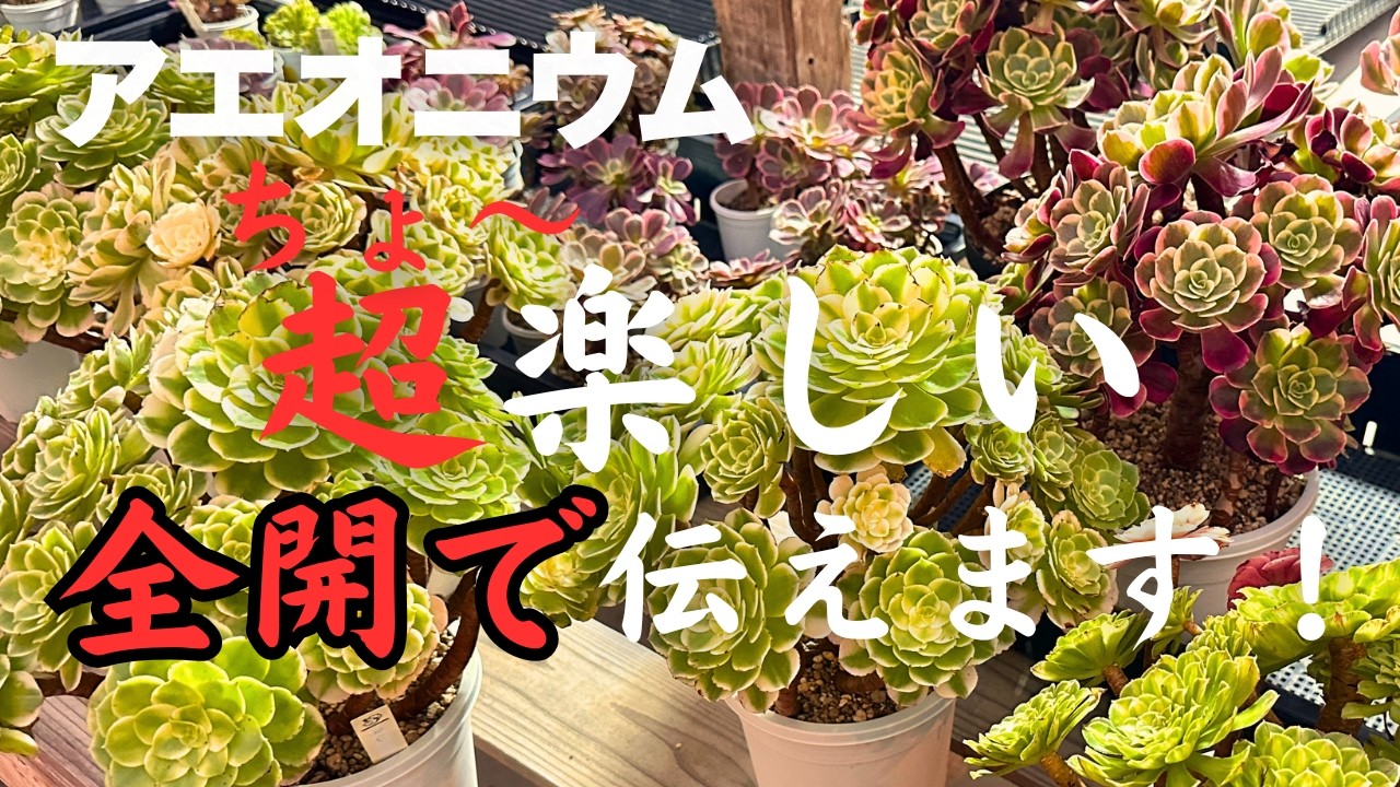 アエオニウム 99999 Aeonium] So Much Fun! A Must-Watch for Plant Lovers—Unleashing All