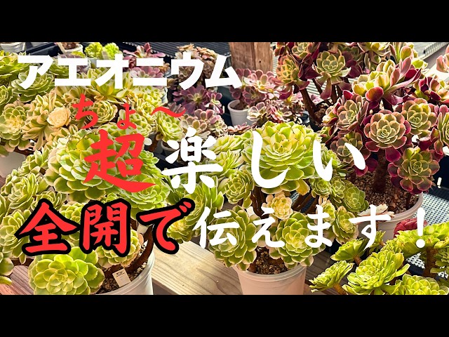 Aeonium] So Much Fun! A Must-Watch for Plant Lovers—Unleashing All