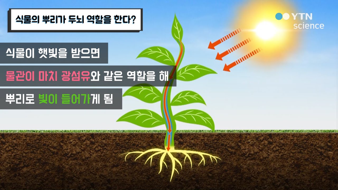 식물의 뿌리가 두뇌 역할을 한다? / YTN 사이언스 - YouTube