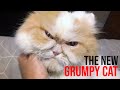 Meet The New Grumpy Cat