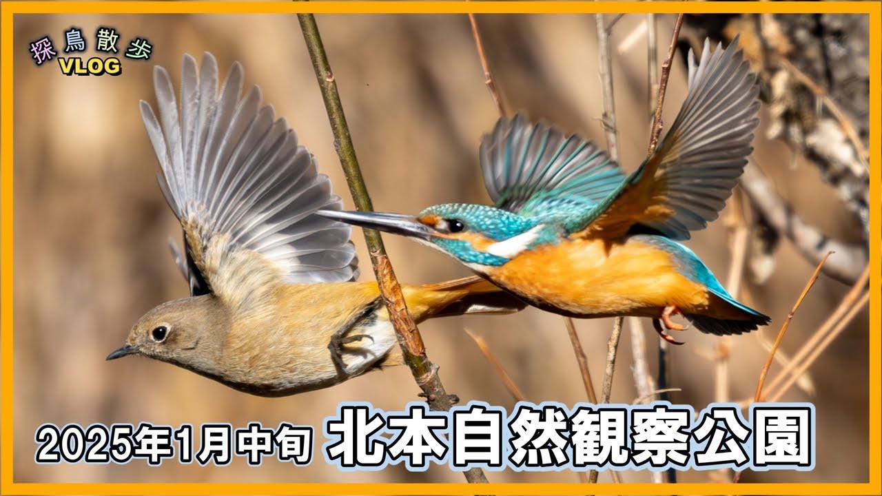 【探鳥散歩 VLOG】北本自然観察公園で探鳥してきました