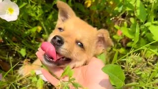 A Three-Legged Stray Dog Wins Everyone's Hearts and Finds a Happy New Life by Paws Vibes 102,651 views 11 months ago 8 minutes, 24 seconds