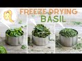 How I Freeze Dry Basil at Home! (Harvest Right Freeze Dryer) | Chef Ani