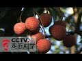 《走近科学》 特色水果变身记：如何一年四季都能品尝到荔枝的风味 20190408 | CCTV走近科学官方频道