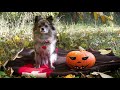 Funny Dog Lusy - Happy Halloween!