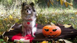 Funny Dog Lusy - Happy Halloween!