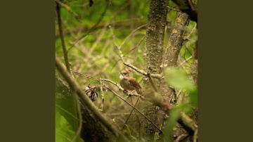One Hour Relaxing Birdsong (The Nightingale)