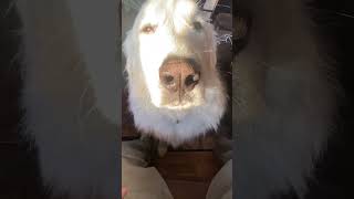 My Great Pyrenees can whisper. My Great Pyrenees can whisper.