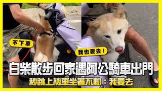 白柴散步回家遇阿公騎車出門　秒跳上機車坐著不動：我要去🤩｜搭車兜風｜寵物動物｜精選影片