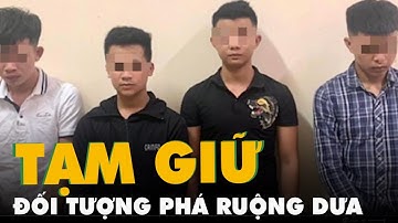 Tạm giữ 5 đối tượng phá ruộng dưa hấu sắp thu hoạch ở Nghệ An