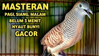 Perkutut Lokal Gacor Suara Paling Ampuh Untuk Pancingan Burung Perkutut Agar Bunyi‼️