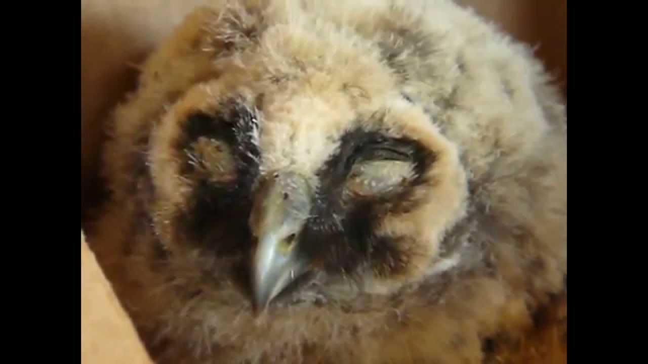 Baby dieren, erg lief. Baby animals, very sweet.