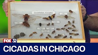 Historic cicada emergence heads for Chicago screenshot 3