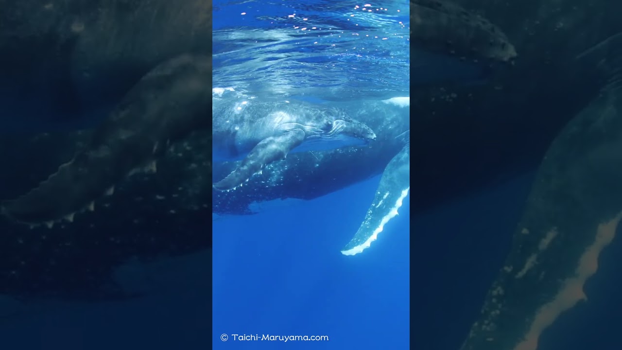 ザトウクジラの親子と一緒に泳ぐ🐳 - 丸山太一