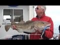 Bass, Cod, Pollock and Conger Wreck Fishing Weymouth on Tiger Lily