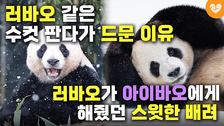 "내 여자에게 잘해주는 스윗판다 러바오" 🐼러바오가 아이바오에게 해줬던 다정한 배려